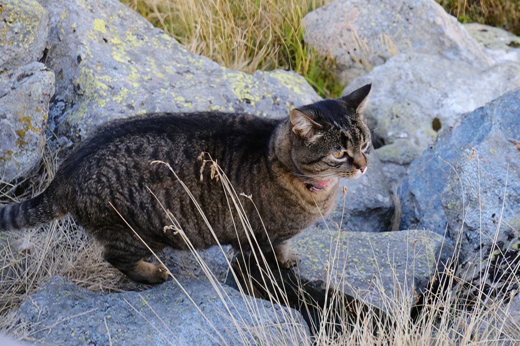 hiking-haute-route-Verbier-Louvie-hut-cat