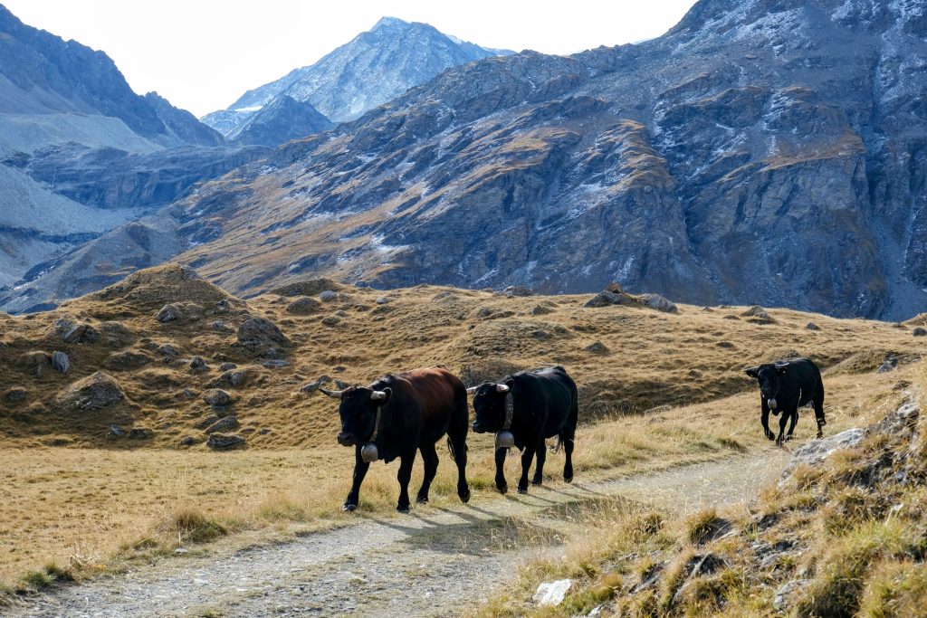 hiking-haute-route-cows