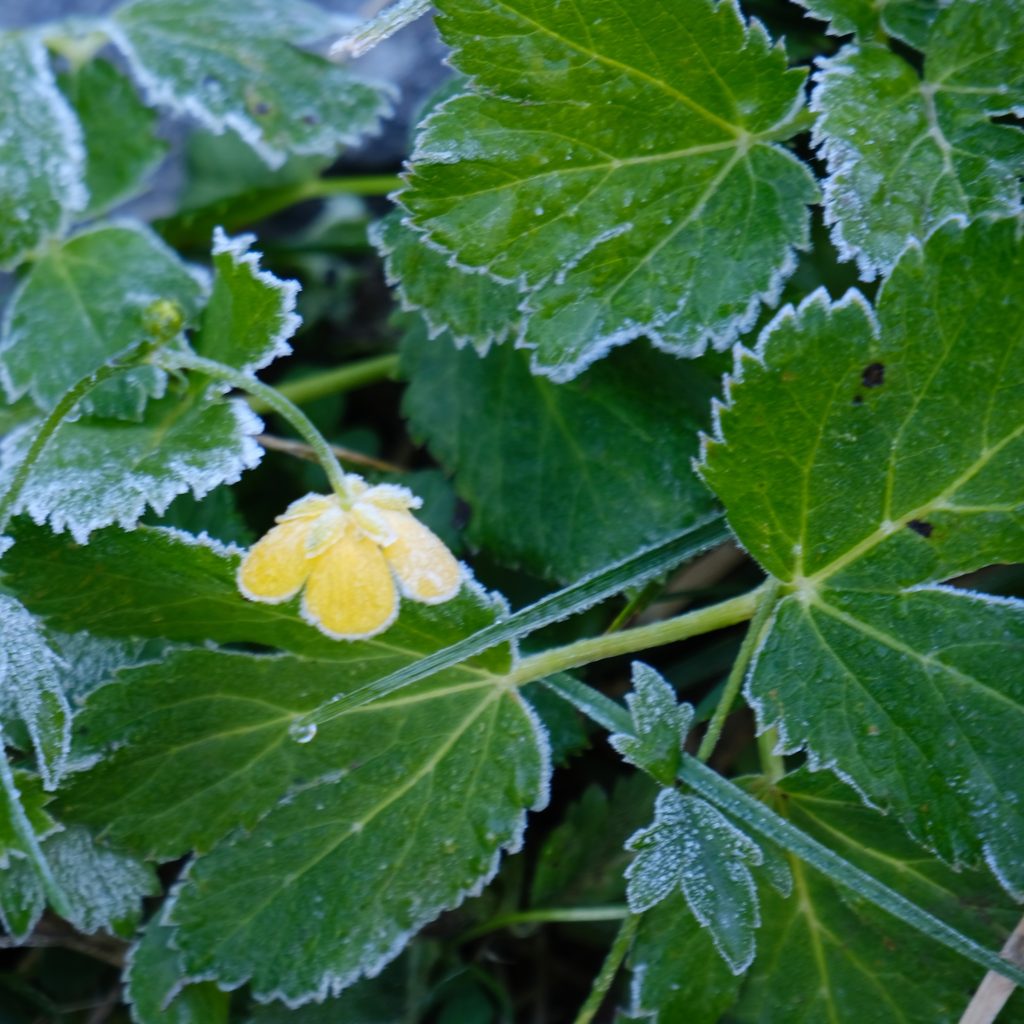 hiking-haute-route-icy-flower