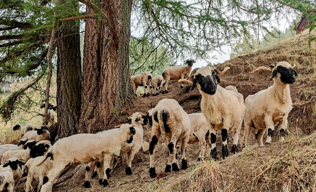 hiking-haute-route-zermatt-blacknose-sheep