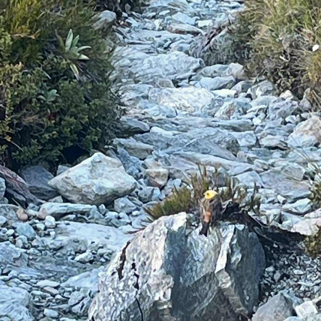 Routeburn_track_bird