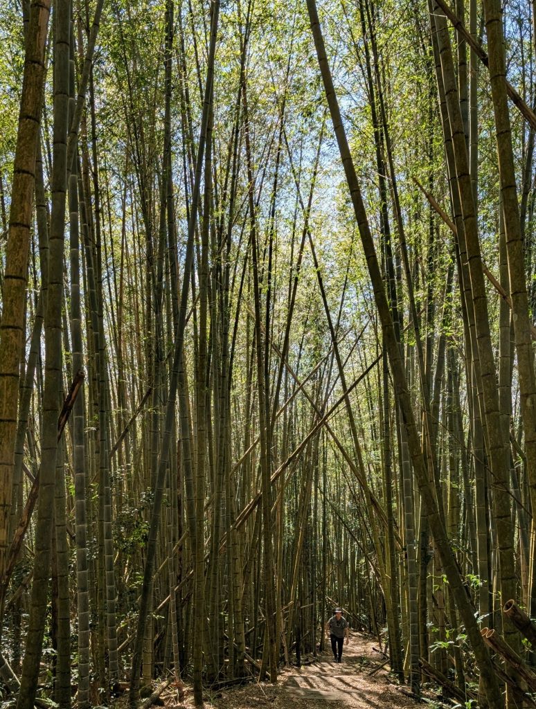 Alishan_Shizhuo_bamboo_forest