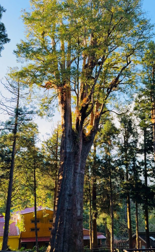 Alishan_giant_tree_cluster_trail