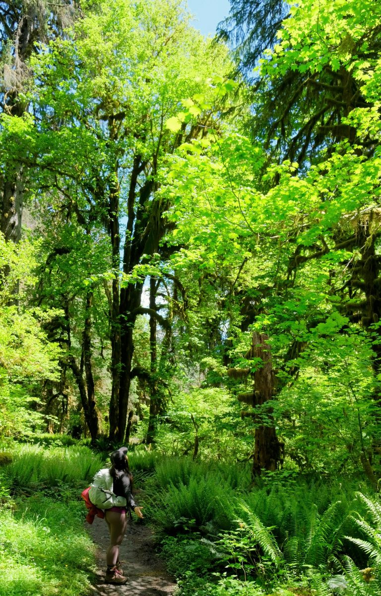 hoh_rainforest_hol_river_trail_maple