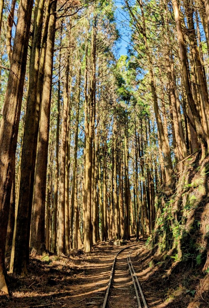 Alishan_Mianyue_Trail