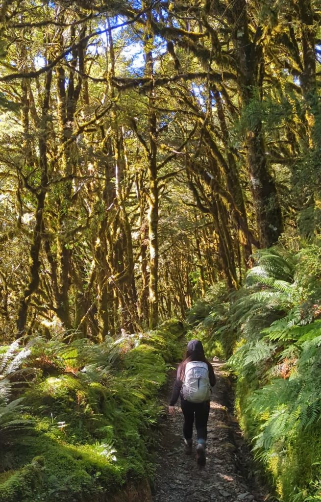 Routeburn_Track_Rainforest
